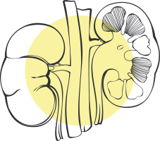 Illustration der Nieren