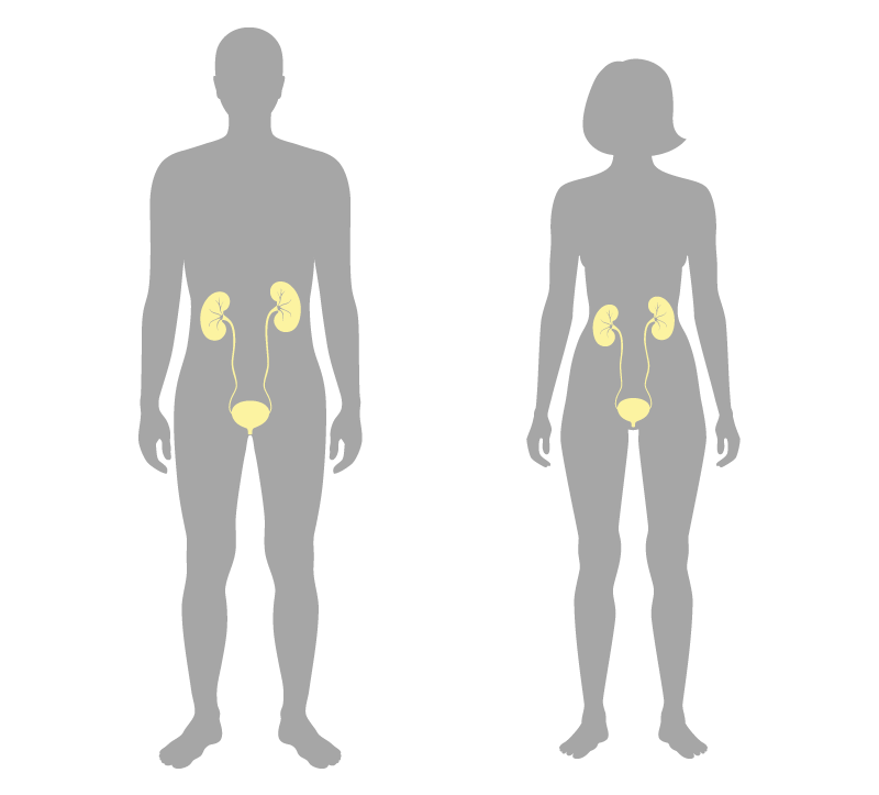 Illustration der Harnblase und der Nieren bei Frau und Mann
